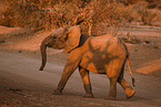 African elephant