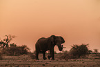 African elephant