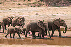 African elephants