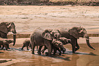 African elephants