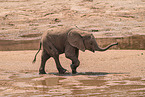 African elephant