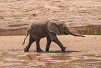 African elephant