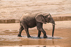 African elephant