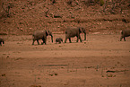 African elephants