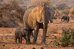 African elephants