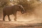 African elephant