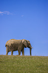 African elephant