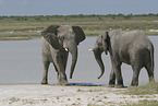 African elephants