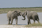 African elephants