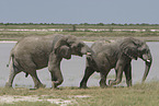 African elephants