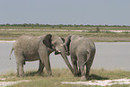 African elephants