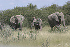 African elephants