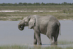 African elephant