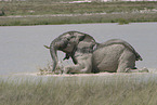 African elephant