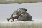 African elephant