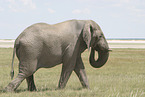 African elephant