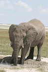 African elephant