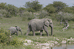 African elephants