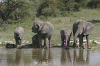 African elephants