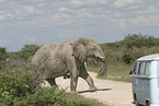 African elephant