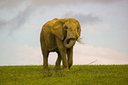 African elephant