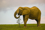 African elephant