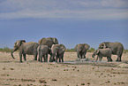 African elephants