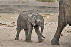 African elephants