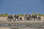 African elephants