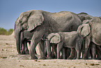 African elephants