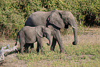 African Elephant