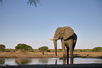 African Elephant