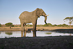 African Elephant