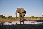 African Elephant