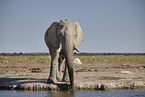 African Elephant