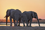 African Elephant