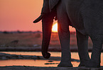African Elephant