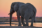 African Elephant