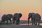 African Elephant