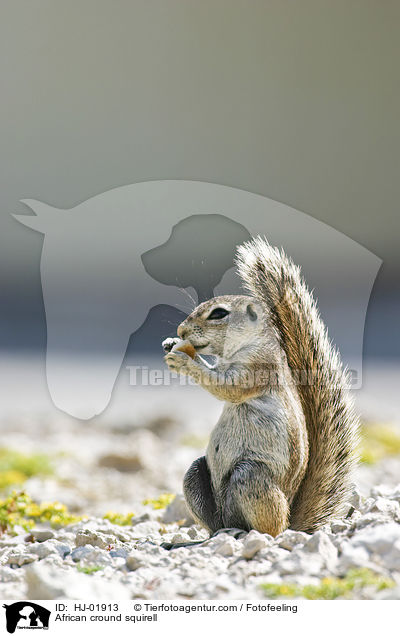 African cround squirell / HJ-01913