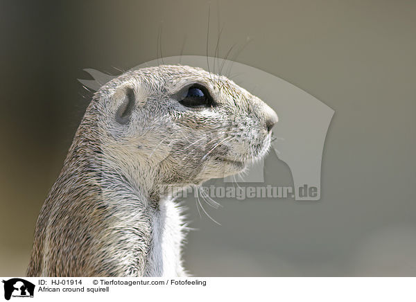 African cround squirell / HJ-01914