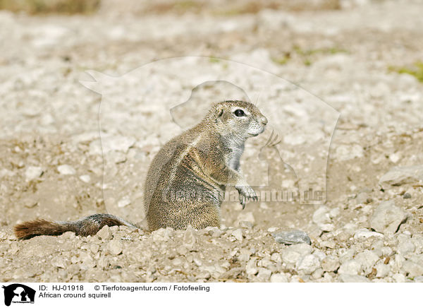 Afrikanisches Borstenhrnchen / African cround squirell / HJ-01918