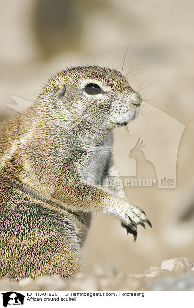 African cround squirell / HJ-01920