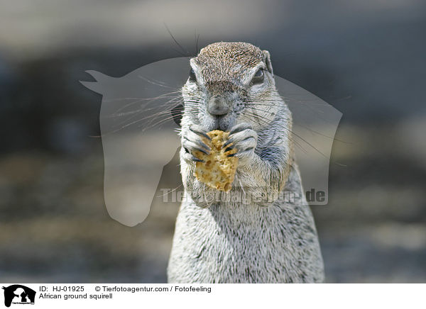 Afrikanisches Borstenhrnchen / African ground squirell / HJ-01925