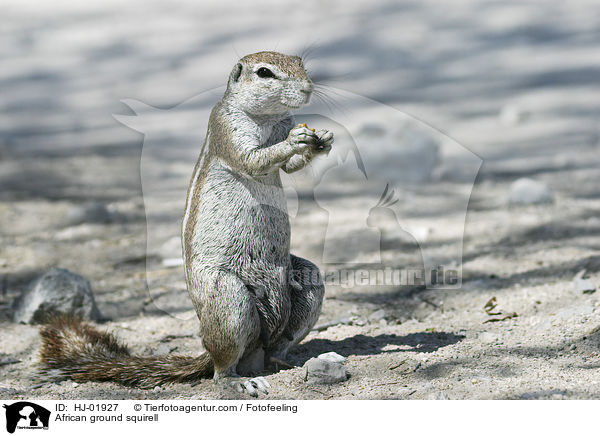 Afrikanisches Borstenhrnchen / African ground squirell / HJ-01927