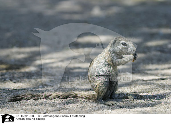 African ground squirell / HJ-01928