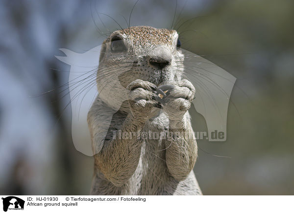 Afrikanisches Borstenhrnchen / African ground squirell / HJ-01930