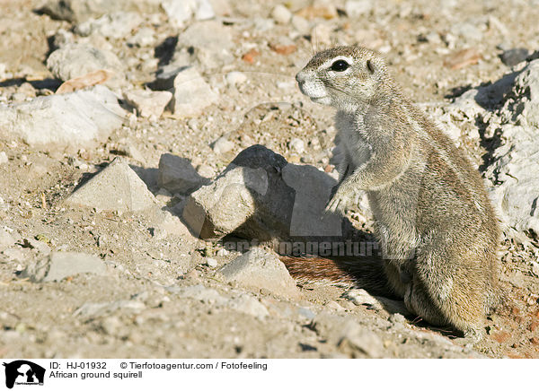 Afrikanisches Borstenhrnchen / African ground squirell / HJ-01932