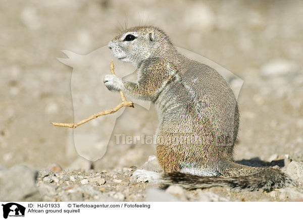 Afrikanisches Borstenhrnchen / African ground squirell / HJ-01933