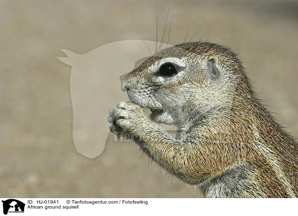 Afrikanisches Borstenhrnchen / African ground squirell / HJ-01941